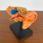 Anatomisch Model Van Menselijk Oor thumbnail 3