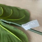 Zijden Bladeren Silk-Ka Alocasia thumbnail 6