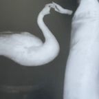 Francesca Woodman (1958-1981), Untitled, On Being An Angel 2015, thumbnail 5