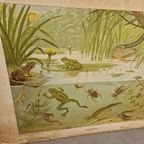 Vintage Schoolplaat Sloot En Plas J R Wolters Amphibiën thumbnail 5