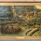 Vintage Linnen Schoolkaart – Noord-amerikaanse Woudbewoners thumbnail 2