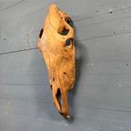Verweerde Oude Paardenschedel thumbnail 11