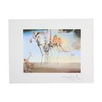 Offset Litho Naar Salvator Dali De Bekoring Van Sint-Antonius Bfk Rives thumbnail 4