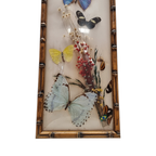 Vintage Opgezette Vlinders In Lijst thumbnail 7