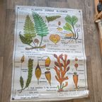 Vintage Mdi Hebri Biologie Botanische Schoolplaten 5 St thumbnail 4