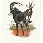 Vintage Print Sabelantilope thumbnail 3