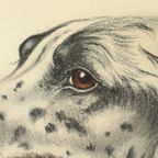Maurice Brailly Jachthond Fazant Vintage Grafiek In Kleur 1972 thumbnail 10