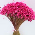 Glixia Starflower Roze Fuchsia 100 Gram thumbnail 2