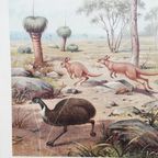 Schoolplaat Uit De Australische Dierenwereld thumbnail 9