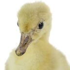 Mooi Opgezette Kleine Gans Kuiken Op Berk Full Body Taxidermie Vogel 16Cm thumbnail 11