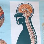 Medische Plaat – Schoolkaart – Het Brein thumbnail 6