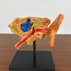 Anatomisch Model Van Menselijk Oor thumbnail 4