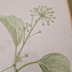 Os Morel Schilderij Vintage Tekening Flora Hedera thumbnail 9