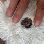 Antieke Houten Spijlenstoel Vs Speels Designobject thumbnail 9