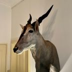 Eland Antilope thumbnail 15