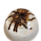 Vintage Opgezette Vogelspinnen In Epoxy Usa thumbnail 3