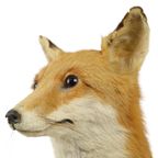 Mooie Opgezette Vos Op Eiken Plank Vulpes Vulpes Vintage Taxidermie thumbnail 13