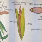 Vintage Mdi Hebri Biologie Botanische Schoolplaten 5 St thumbnail 13