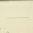 Kleuren Litho’s Boris Riab Jachthond Gesigneerd Kunst Paris thumbnail 6