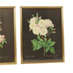 Vintage Sixties Bloemen Ingelijste Botanische Kaarten P.J. Redouté thumbnail 4