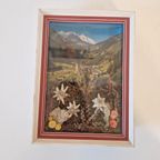 Vintage Lijstje Tirol Edelweiss Droogbloemen Schilderij thumbnail 3