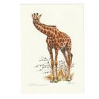 Vintage Print Netgiraffe thumbnail 2