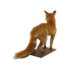 Mooie Opgezette Vos Op Eiken Plank Vulpes Vulpes Vintage Taxidermie thumbnail 7