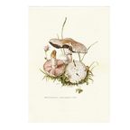 Vintage Print Gewone Weidechampignon thumbnail 2