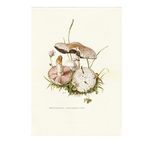 Vintage Print Gewone Weidechampignon thumbnail 2