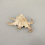 Schelp: Lambris Arthritrica thumbnail 4