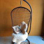 Rotan Egg Chair Met Metalen Voet, Hang Stoel, Vintage thumbnail 3
