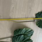 Zijden Bladeren Silk-Ka Alocasia thumbnail 9