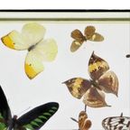 Kleurrijke Ingelijste Tropische Vlinders Taxidermie Opgezet Insect Display 7 Stuks thumbnail 7