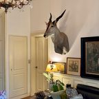 Eland Antilope thumbnail 11