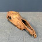 Verweerde Oude Paardenschedel thumbnail 7