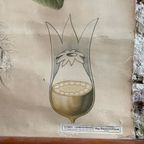 Sleutelbloem – Botanische Schoolkaart thumbnail 6