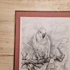 Vintage Print Of Tekening Kakatoe Schilderij Vintage thumbnail 8