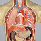 Anatomisch Model 23335 thumbnail 13