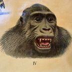 Vintage Linnen Schoolkaart – Op Borneo / In De Siberische Vlakte thumbnail 5