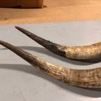2x Grote Bufferhoorns, Ong. 100cm Lang Elk thumbnail 17