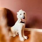 Italiaanse Keramieken Hond +/- 70cm Hoog thumbnail 7