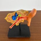 Anatomisch Model Van Menselijk Oor – Homo Sapiens thumbnail 8