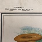 Vintage Schoolplaat Met Paddestoelen “Svamptavla” thumbnail 6