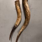 2x Grote Bufferhoorns, Ong. 100cm Lang Elk thumbnail 2