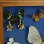 Kleurrijke Ingelijste Vlinders Taxidermie Opgezet Insect Display 9 Stuks thumbnail 4