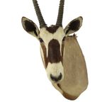 Prachtige Vintage Opgezette Oryx Antilope Gemsbok Taxidermie thumbnail 2