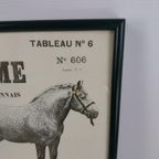 Vintage Paarden Soorten Plaat/ Poster- 63 X 46Cm Frans €125 thumbnail 4