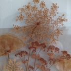 Vintage '70, Botanische Glaskunst. Gedroogde Bloemen En Planten. thumbnail 6