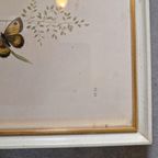 Vintage Lijst Met Prent Vlinders Vlinder Schilderij thumbnail 5