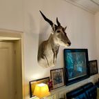 Eland Antilope thumbnail 14